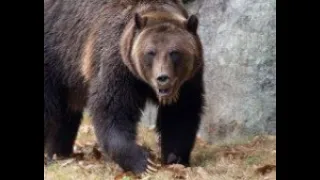 Grizzly Bear Devastates Rudy Noorlander