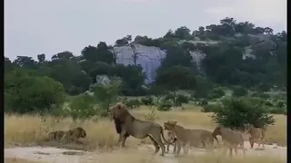 King lion take over a new pride