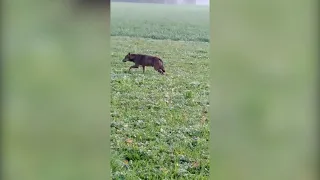 Il lupo divora la nutria nelle campagne di Mantova