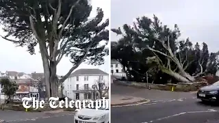 Storm Eunice: Dramatic footage shows moment tree falls in town of Bude