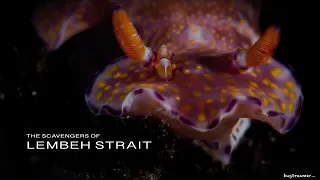 LEMBEH STRAIT 2019 | The weird and wonderful Macro behaviour continued