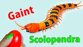 Gaint Scolopendra Creepy Toy || FunToonToys