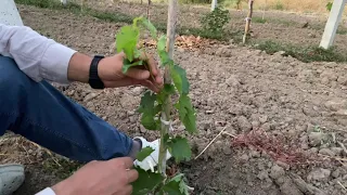 Kurutmalık Sultaniye Bağ Terbiyeleme, Fidanı Tele Alma, Şekil Verme,Taçlandırma/How to train grape?