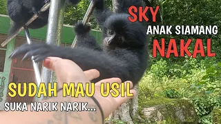 SKY ANAK SIAMANG NAKAL DAN USIL 😁