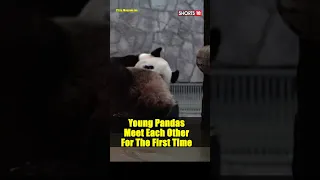 Watch: How These Adorable Young Pandas Meet Each Other In Moscow Zoo  | #shorts #trending #viral