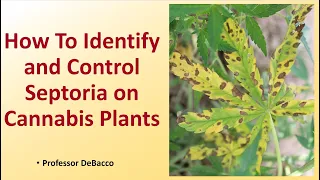 How To Identify and Control Septoria on Cannabis Plants