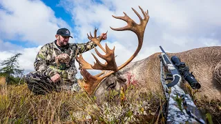 Giant Newfoundland Caribou!