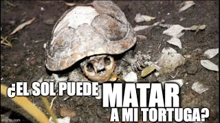 ¿El sol puede matar a mi tortuga?