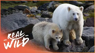 The Ghost Bear: The Search For World's Most Elusive Bear (Documentary) | Natural Kingdom | Real Wild