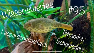 Der Leopardenkugelfisch | Tetraodon schoutedeni | Wissenswertes #95