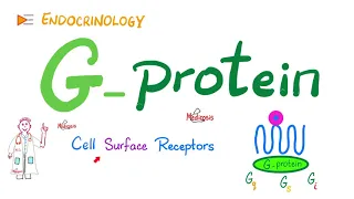 G-Protein & G-Protein-Coupled Receptors (GPCR) | Cell Surface Receptor | Physiology | Endocrinology