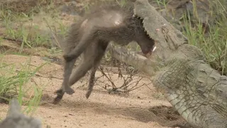 Crocodile vs baboon