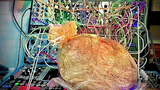 Lions Mane Mushroom Talking: All Timbre No Pitch Mushroom Plays Eurorack Modular Synth