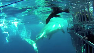 Shark Escape by Shark Diver™ Films