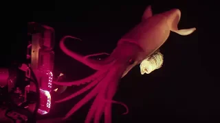 Jumbo squid caught on camera for Blue Planet II | Our Blue Planet | Earth Unplugged