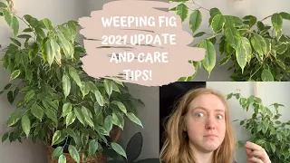 Weeping Fig 2021 Update! | My Latest Care Tips for Ficus Benjamina