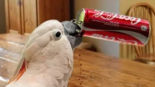 Funny Parrots - Funniest Parrot Videos Compilation