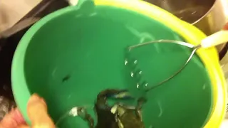 Blue Crab Escapes Being Boiled Alive