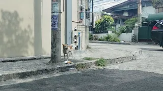 FEEDING STRAY DOGS