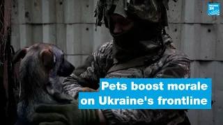 In Ukraine's trenches, stray cats and dogs bring respite to Russia-wary troops • FRANCE 24 English