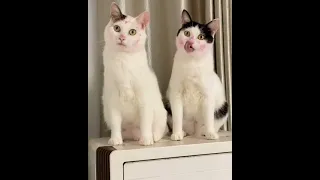 Cute and Funny Cat Videos Compilation😸 halloween - christmas ✪ Try Not To Laugh Challenge 😂
