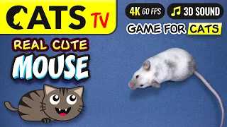 CAT TV - Catching Real Mouse 🐭 For cats to watch 😻📺 4K 60FPS