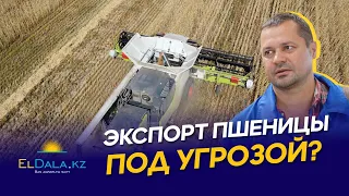 Экспорт казахстанской пшеницы в Азию — всё? Простой вагонов, конкуренция с РФ и низкие цены