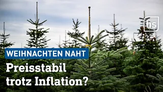 Weihnachtsbäume 2023: Preisentwicklung und Prognosen - Wie teuer wird es dieses Jahr? | hessenschau