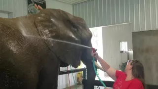 Elephant poops!