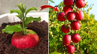 Few people know that apples can be propagated this way | Relax Garden