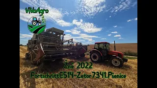 Žně 2022 Fortschritt E514-Zetor 7341, pšenice