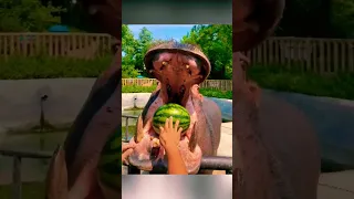 Hippo Enjoys Watermelon 😱