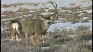 Mule Deer Bucks