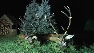 Erlegung eines alten Recken - Hirschbrunft in der Johannisburger Heide