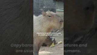 Why Capybaras are So Friendly? The capybara is the friendliest animal in the world #animalfact
