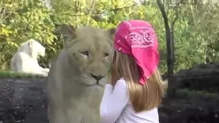 Неожиданно  Девочка и львица   Взгляд в душу!