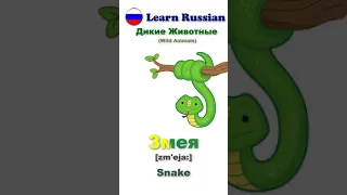 Learn Russian: Wild Animals