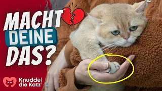 13 Hinweise, dass deine Katze zu früh von ihrer Mutter getrennt wurde