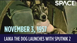 OTD in Space -  Nov. 3: Laika the Dog Launches with Sputnik 2