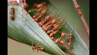 Weaver Ant Building Nest