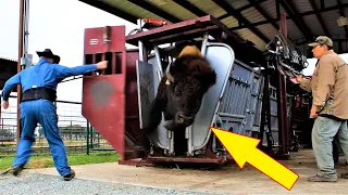 Behind the Scenes of a Trophy BISON Ranch and THIS Happened!