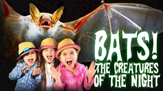 Bats for Kids | All About Bats | Bats: The Creatures of The Night