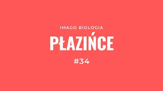 Płazińce