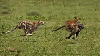 Amazing Baboon Chasing Cheetah To Save Impala | Cheetah Hunting Fail