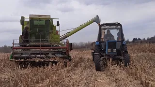 🇺🇦Молотимо кукурудзу Claas Dominator 85 🇺🇦24.03.2023.