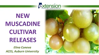 New Muscadine Cultivar Releases