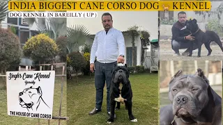 Cane Corso Dog | Best Cane Corso Dog Kennel In   India 🇮🇳 | Singhs Cane Kennel