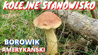 Kolejne stanowisko Borowika amerykańskiego - Grzybobranie na Wyspie Sobieszewskiej 04.09.2021