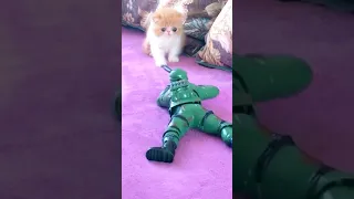 Toy soldier scares cat funny