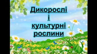 Рослини. Дикорослі і культурні рослини. Презентація